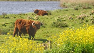 2020-06-22-vergeten-polder-3-schotse-hooglanders-passend-in-het-decor-22-april-2020