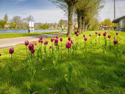 2023-04-28-de-tulpen-bloeien-2