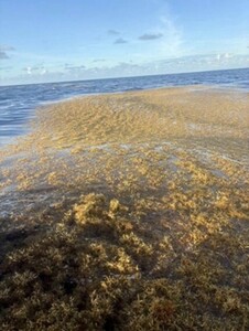 2026-01-13-hoe-mark-de-oceaan-overroeit-3-fig4